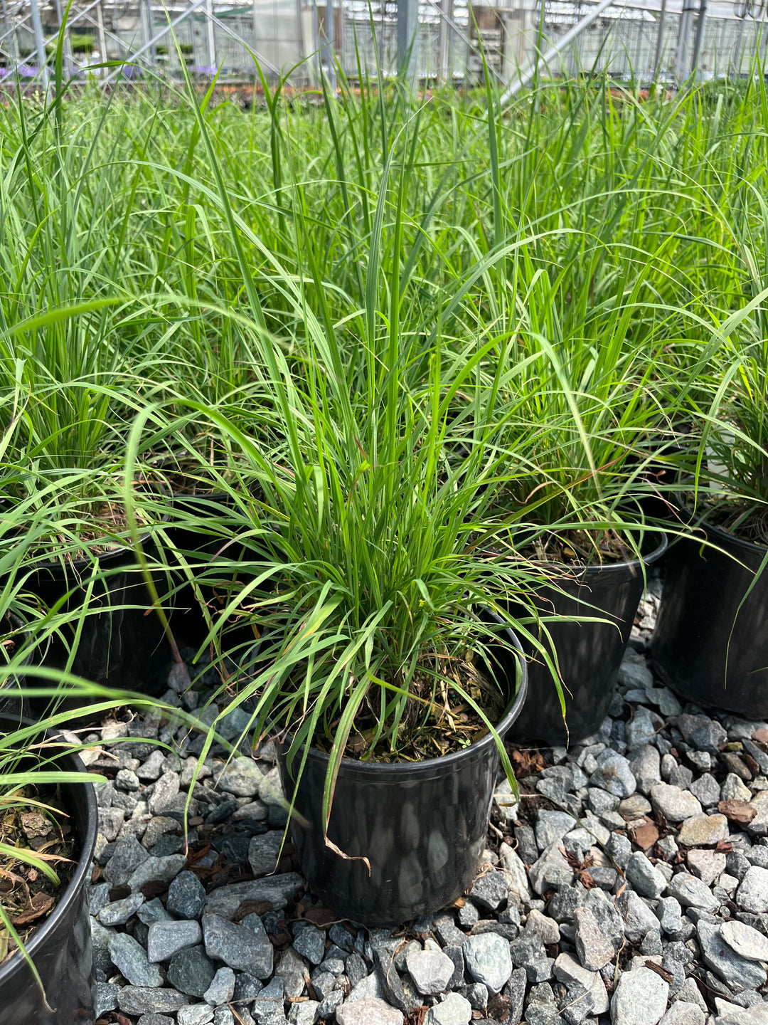 Andropogon gerardii (Big Bluestem)