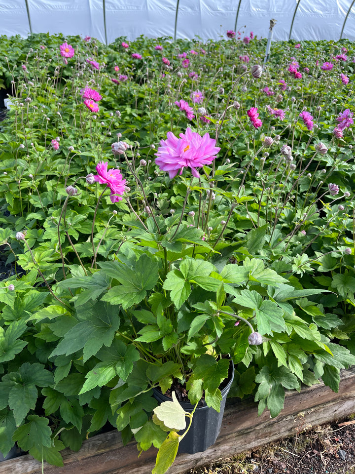 Anemone x hybrida 'Pamina' (Windflower)