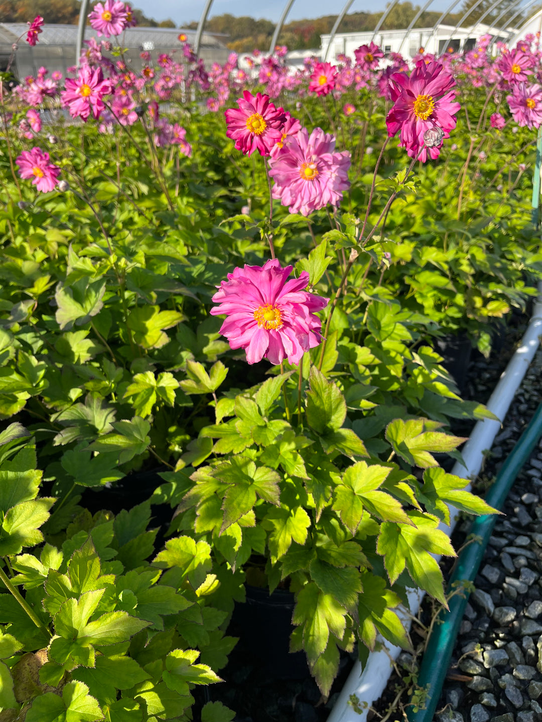 Anemone x hybrida 'Pamina' (Windflower)