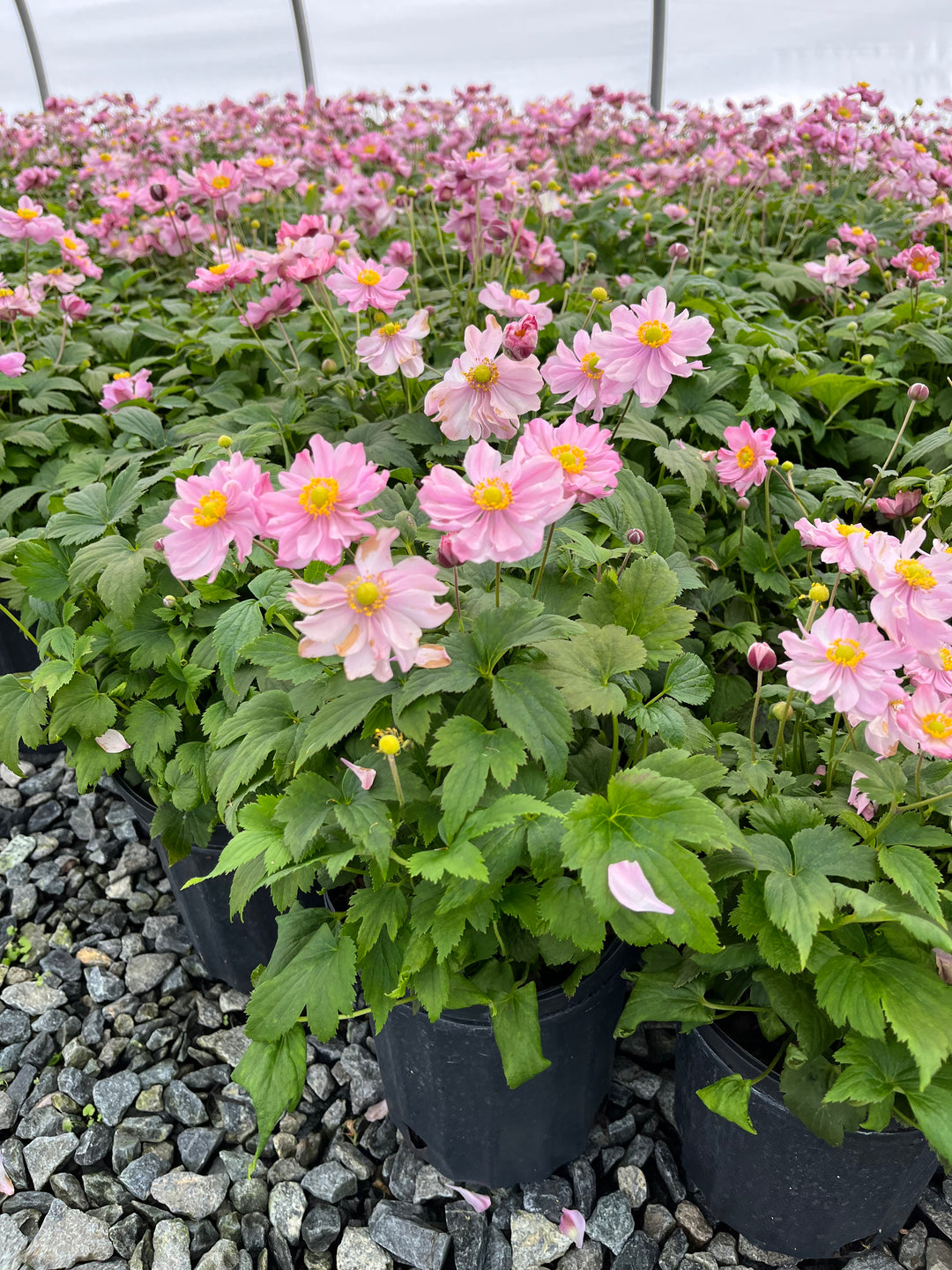 Anemone x hybrida Fantasy™ 'Pocahontas' (Windflower)