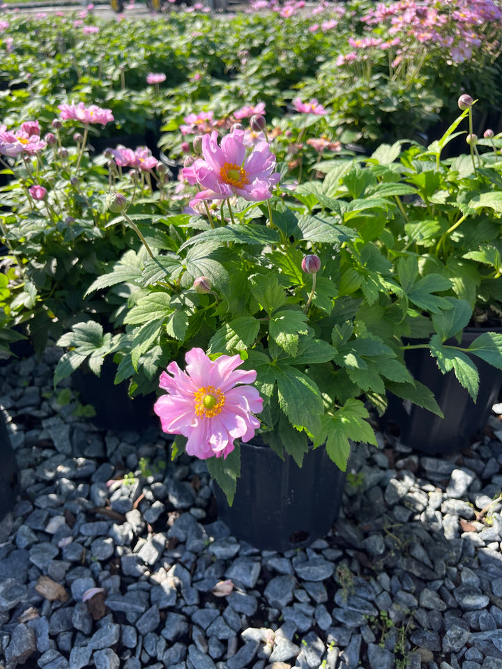 Anemone x hybrida Fantasy™ 'Pocahontas' (Windflower)