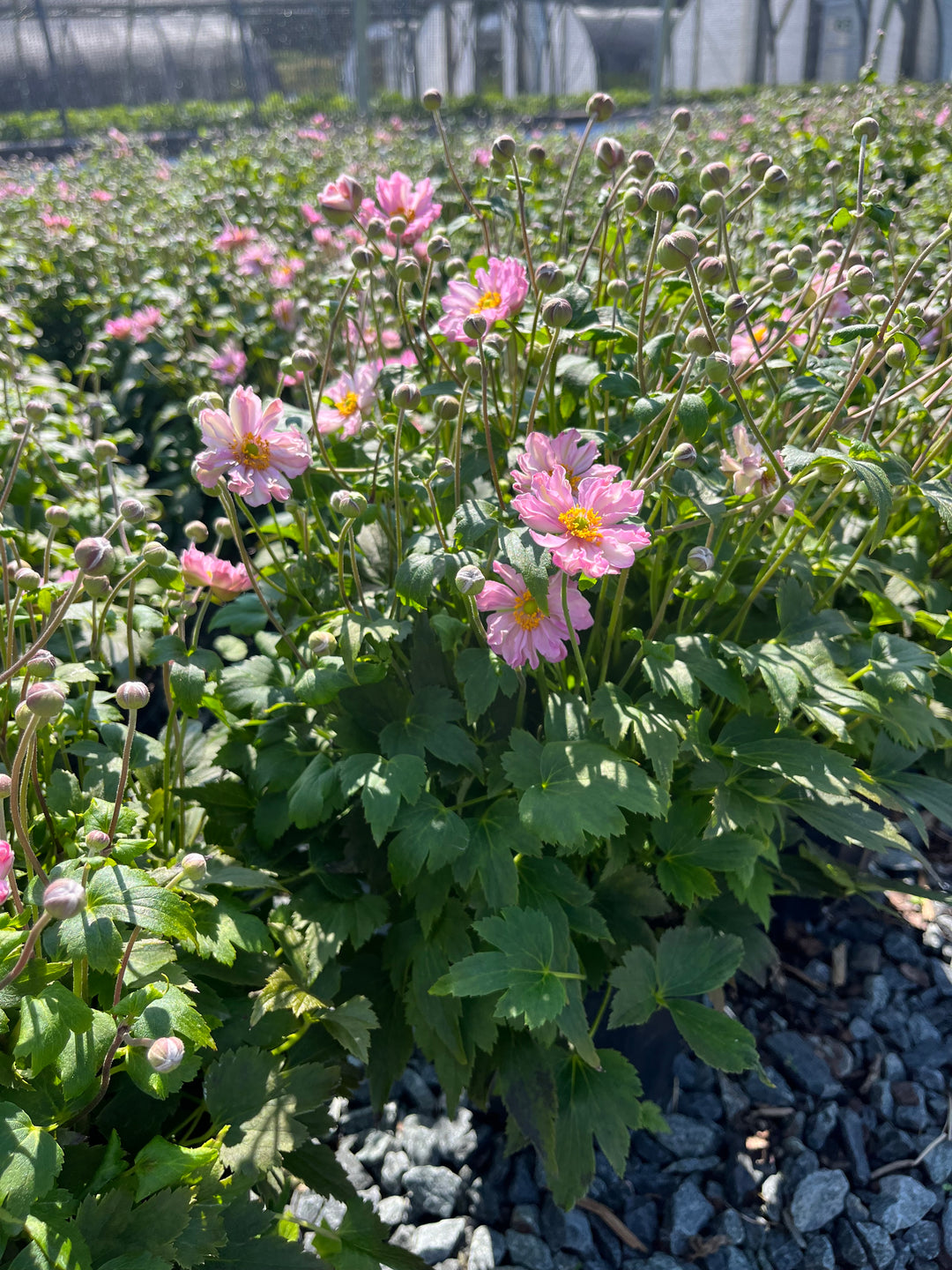 Anemone x hybrida Fantasy™ 'Pocahontas' (Windflower)