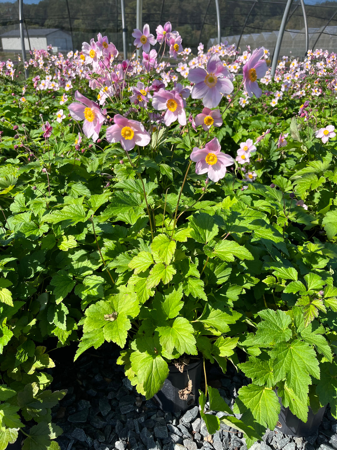 Anemone tomentosa 'Robustissima' (Windflower)