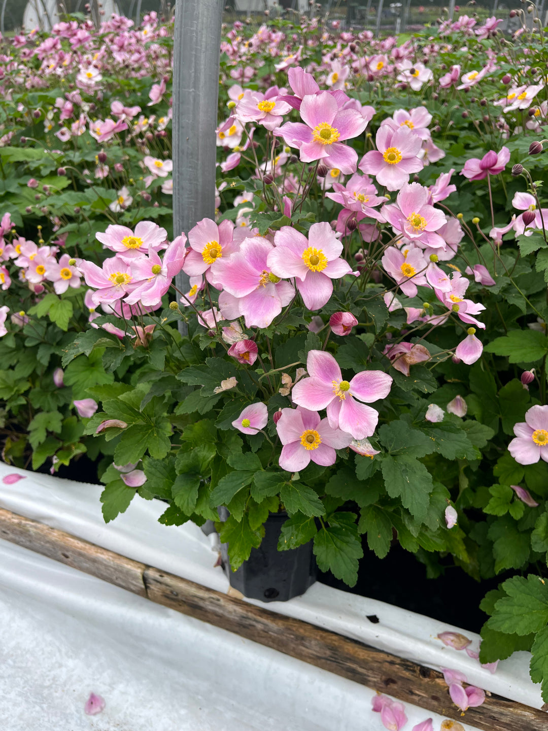 Anemone tomentosa 'Robustissima' (Windflower)