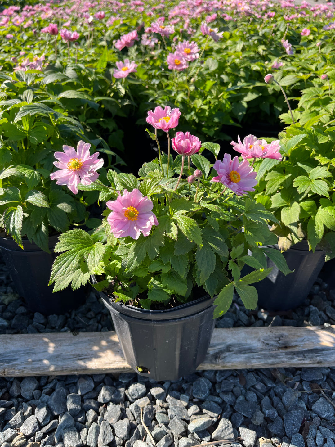 Anemone x hybrida Fantasy™ 'Pocahontas' (Windflower)