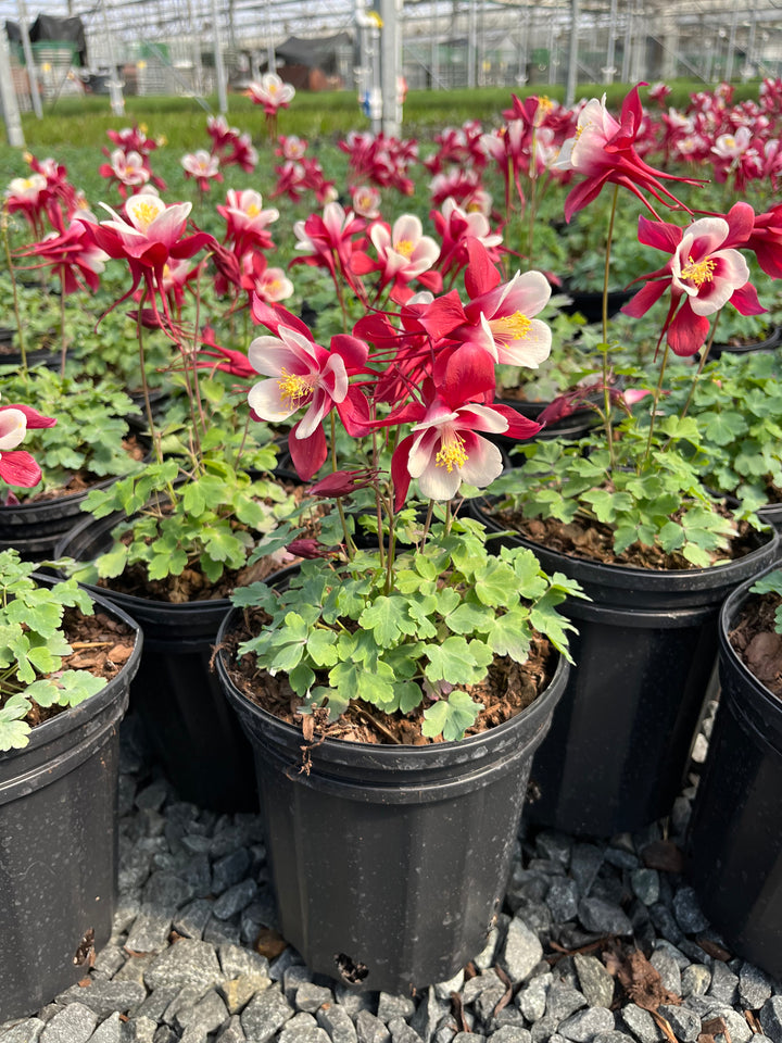 Aquilegia Earlybird™ Red White (Columbine)