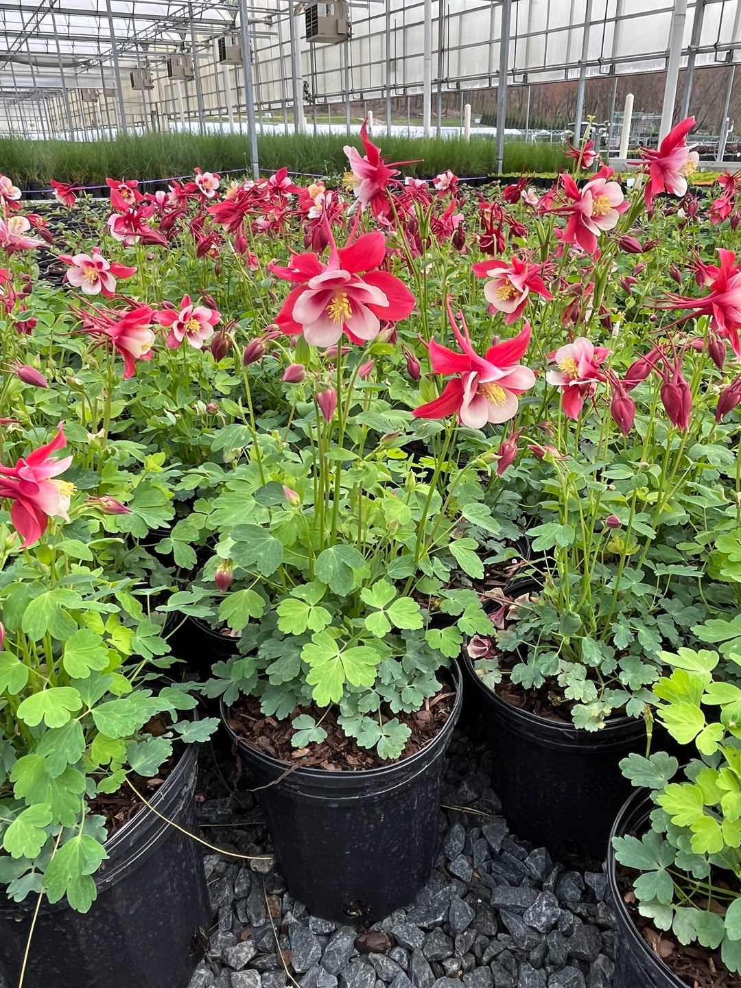 Aquilegia Earlybird™ Red White (Columbine)