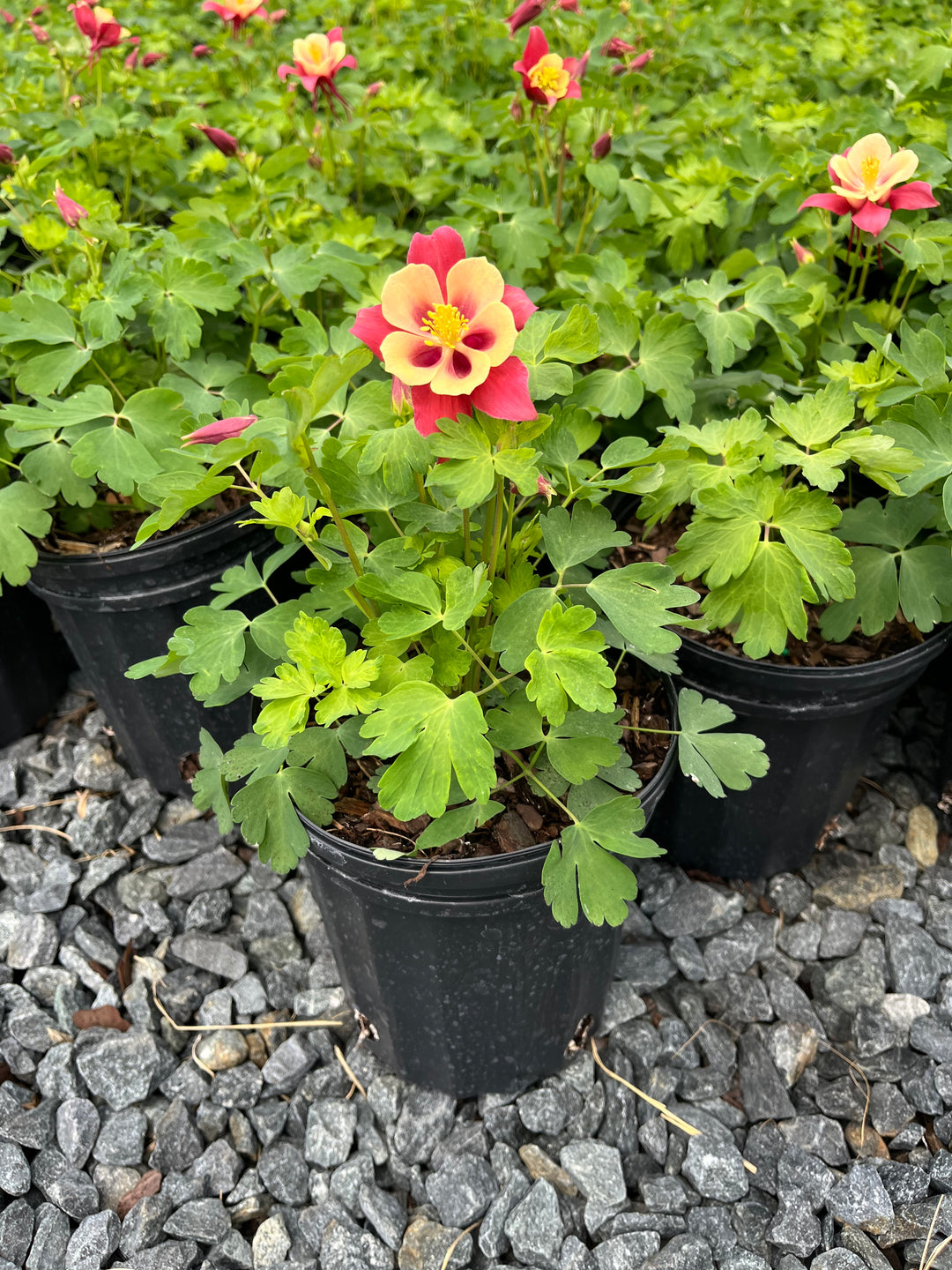 Aquilegia Earlybird™ Red Yellow (Columbine)