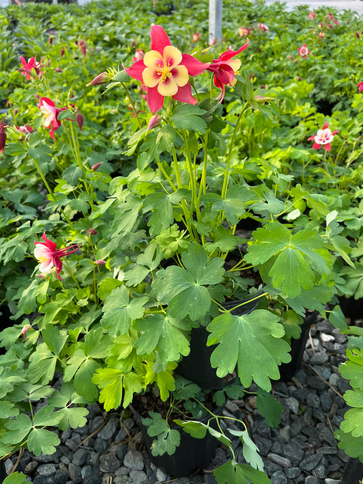 Aquilegia Earlybird™ Red Yellow (Columbine)