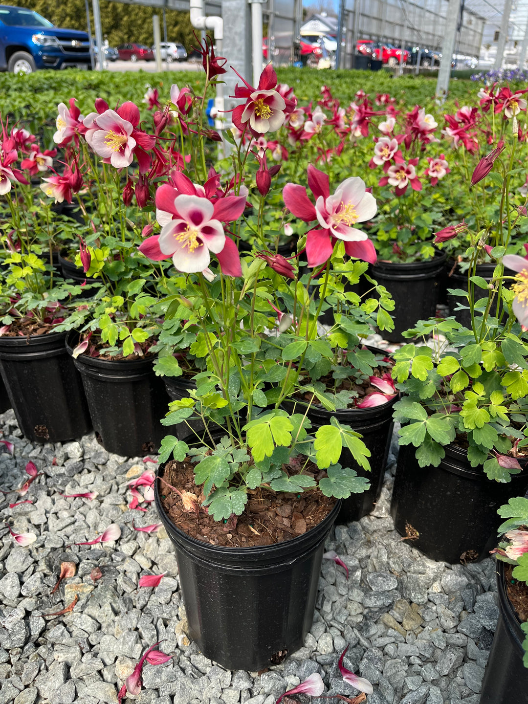 Aquilegia Earlybird™ Red White (Columbine)