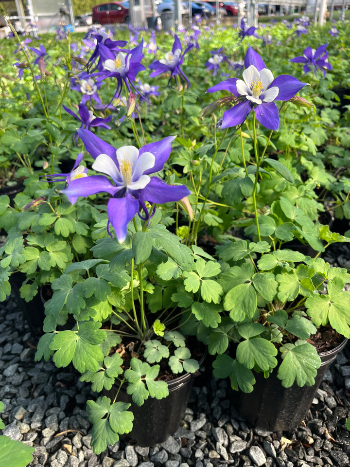 Aquilegia Kirigami™ Deep Blue & White (Columbine)