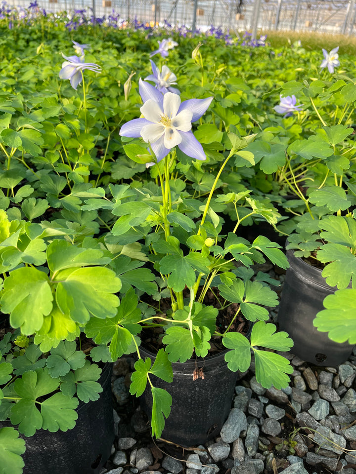 Aquilegia Kirigami™ Light Blue & White (Columbine)