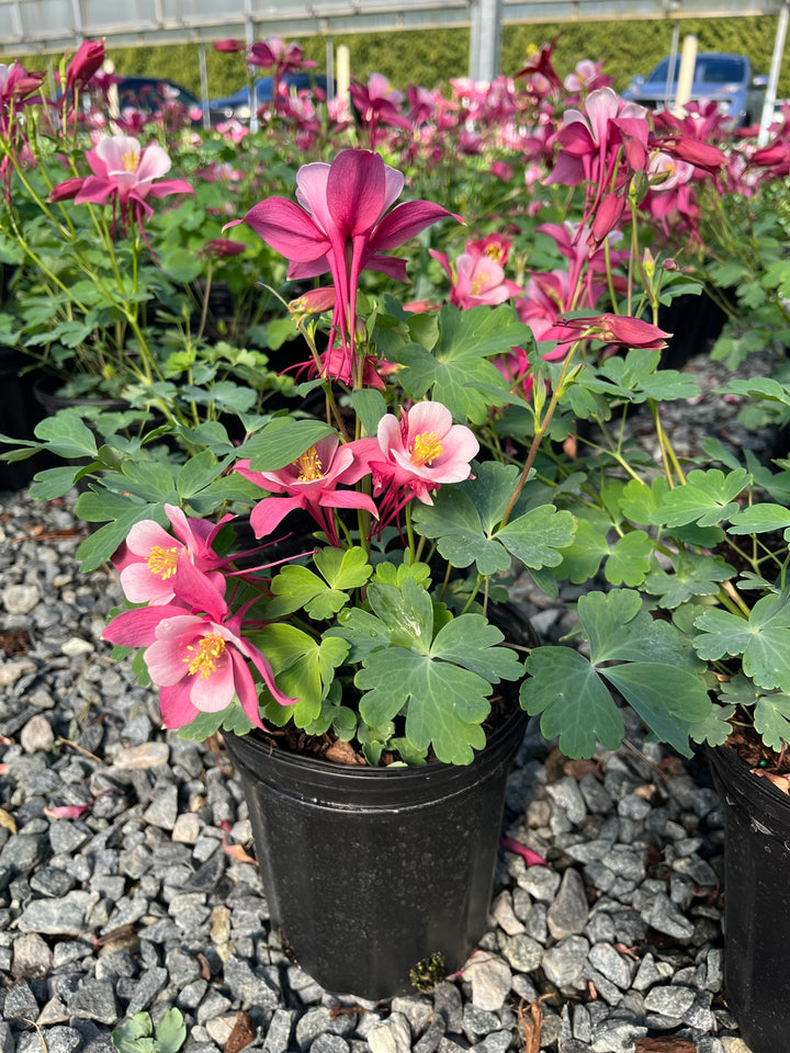 Aquilegia Kirigami™ Rose & Pink (Columbine)