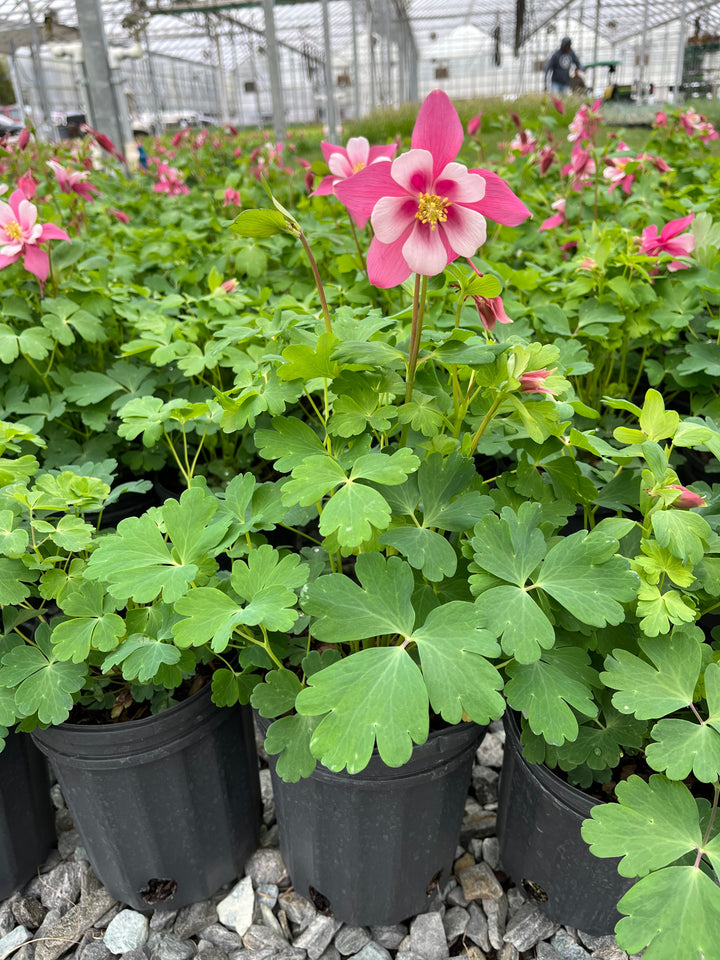 Aquilegia Kirigami™ Rose & Pink (Columbine)