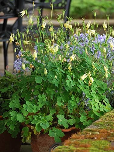 Aquilegia c. 'Corbett' (Wild Columbine)