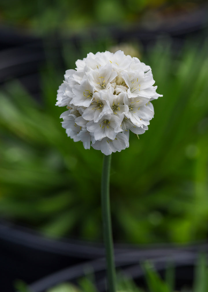 Armeria x. Dreameria® ‘Dream Clouds’ (Thifts, Sea Pinks)