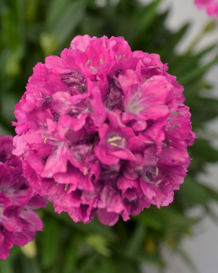 Armeria x. Dreameria® ‘Dream Weaver’ (Thifts, Sea Pinks)