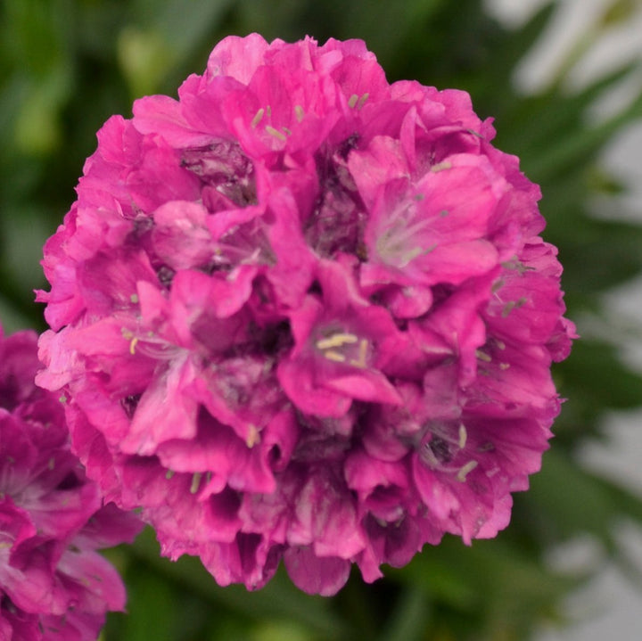 Armeria x. Dreameria® ‘Dream Weaver’ (Thifts, Sea Pinks)