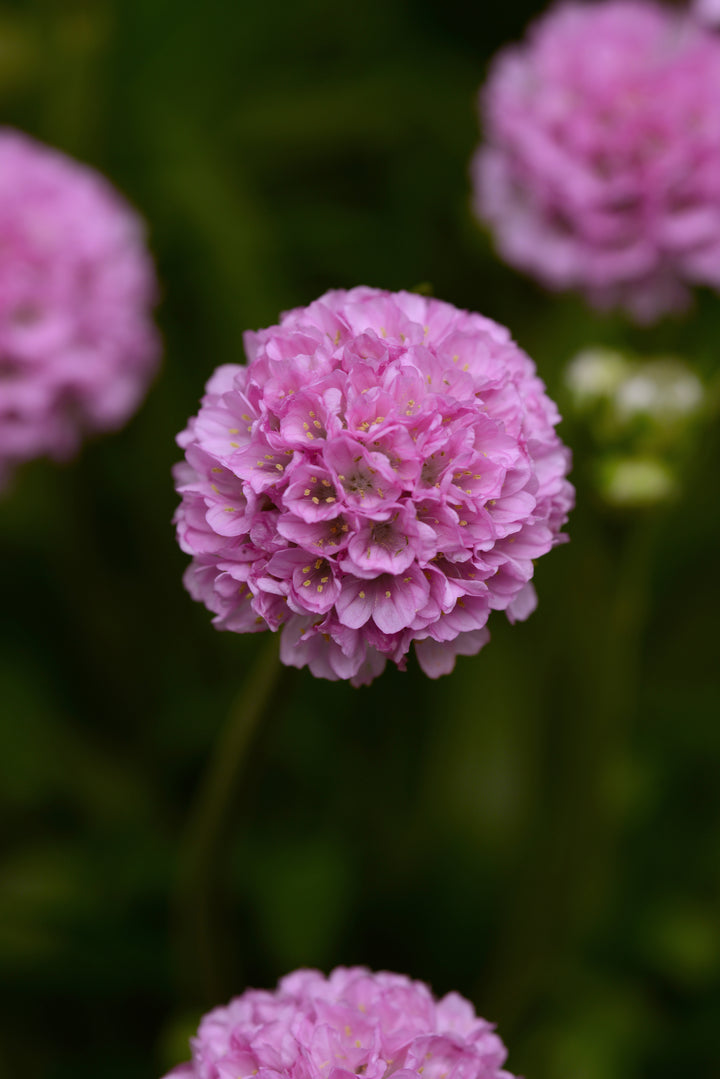 Armeria x. Dreameria® ‘Sweet Dreams’ (Thifts, Sea Pinks)