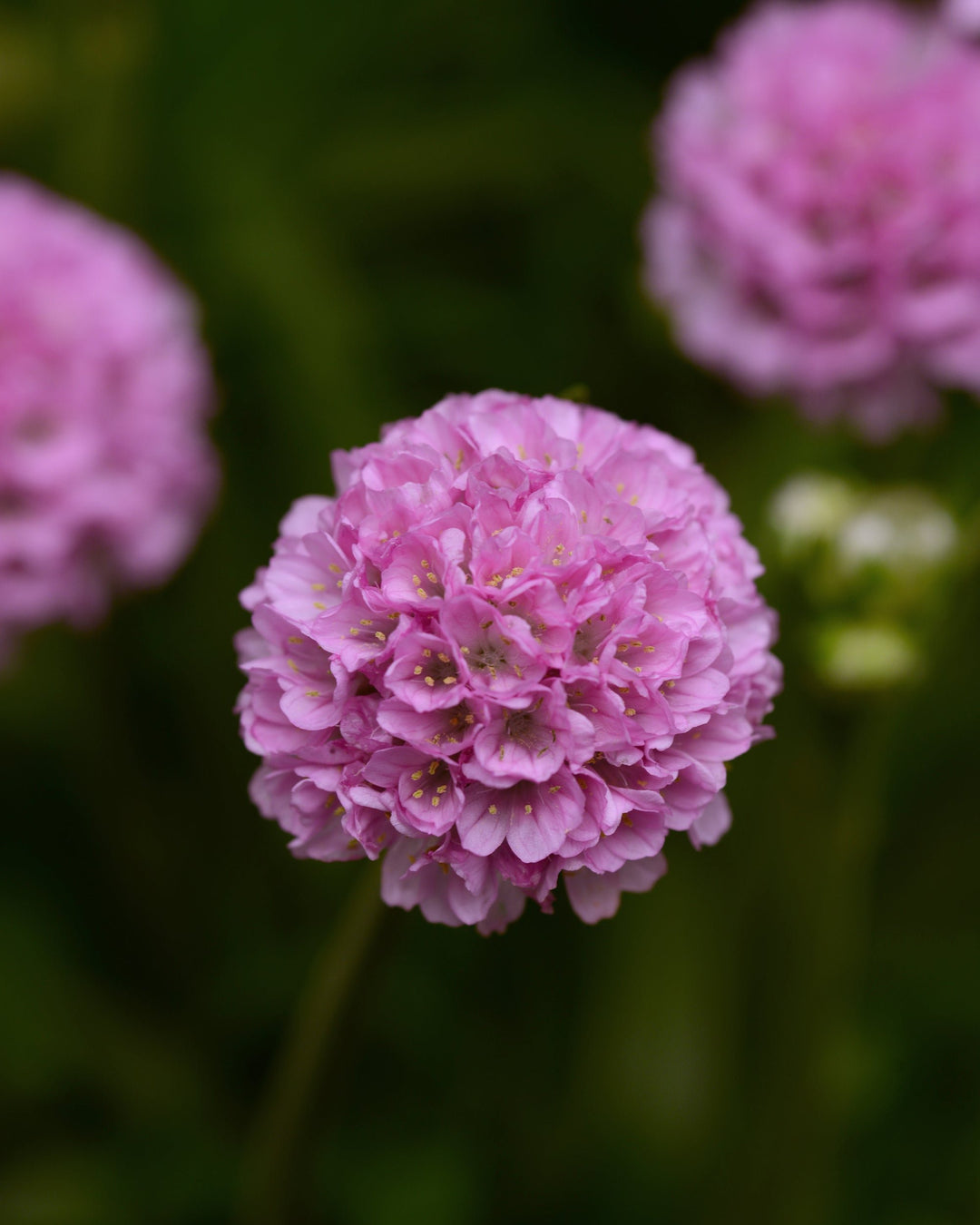 Armeria x. Dreameria® ‘Sweet Dreams’ (Thifts, Sea Pinks)