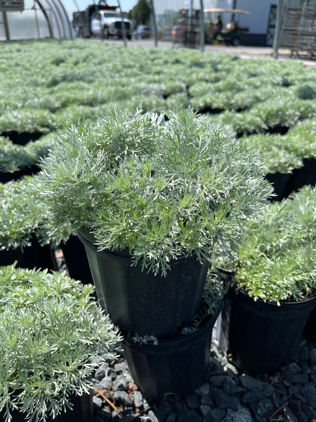 'Silver Mound' (Artemisia schmidtiana 'Nana')