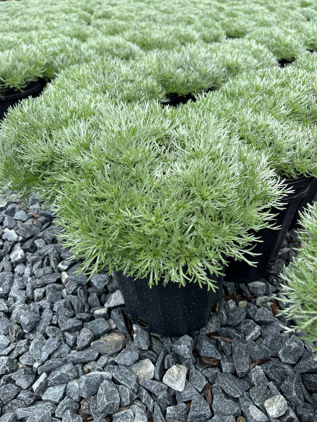 'Silver Mound' (Artemisia schmidtiana 'Nana')