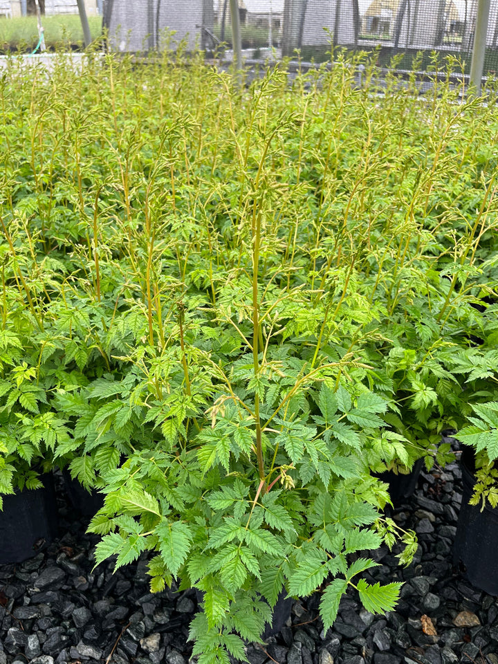 Aruncus ‘Goatee’ (Goatsbeard)