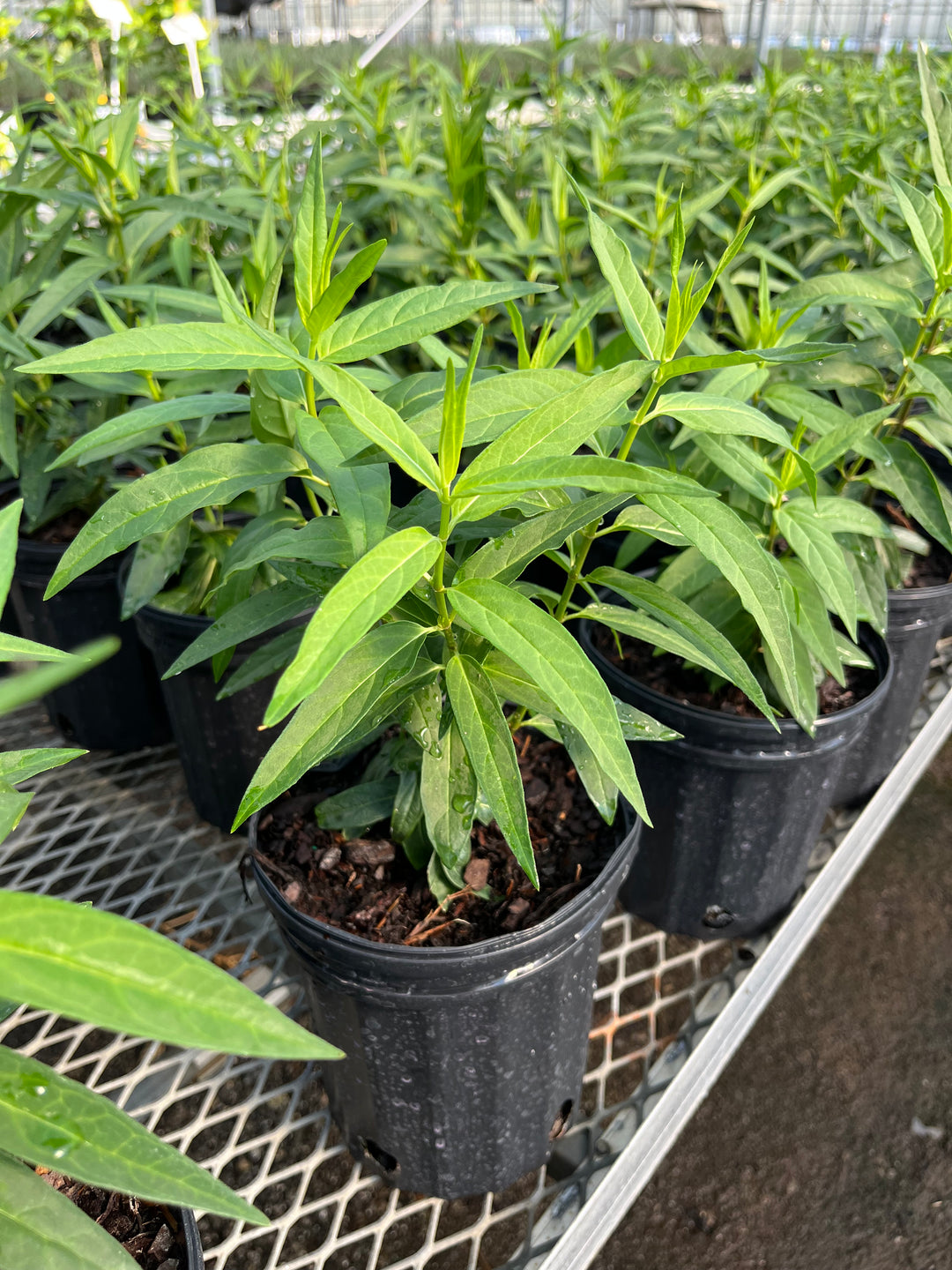 Asclepias incarnata ‘Cinderella’ (Swamp Milkweed)