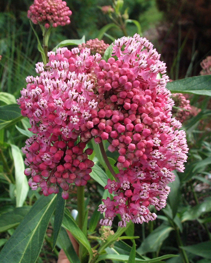 Asclepias incarnata ‘Cinderella’ (Swamp Milkweed)