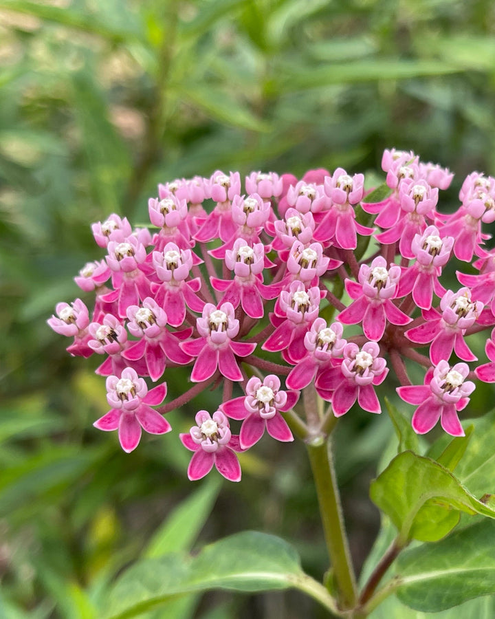 Asclepias incarnata ‘Soulmate’ (Swamp Milkweed)