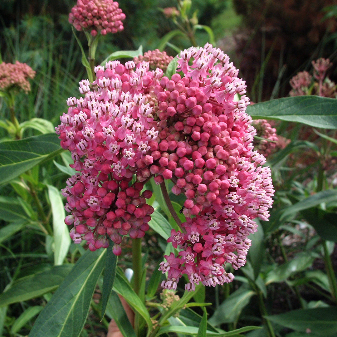 Asclepias incarnata ‘Cinderella’ (Swamp Milkweed)