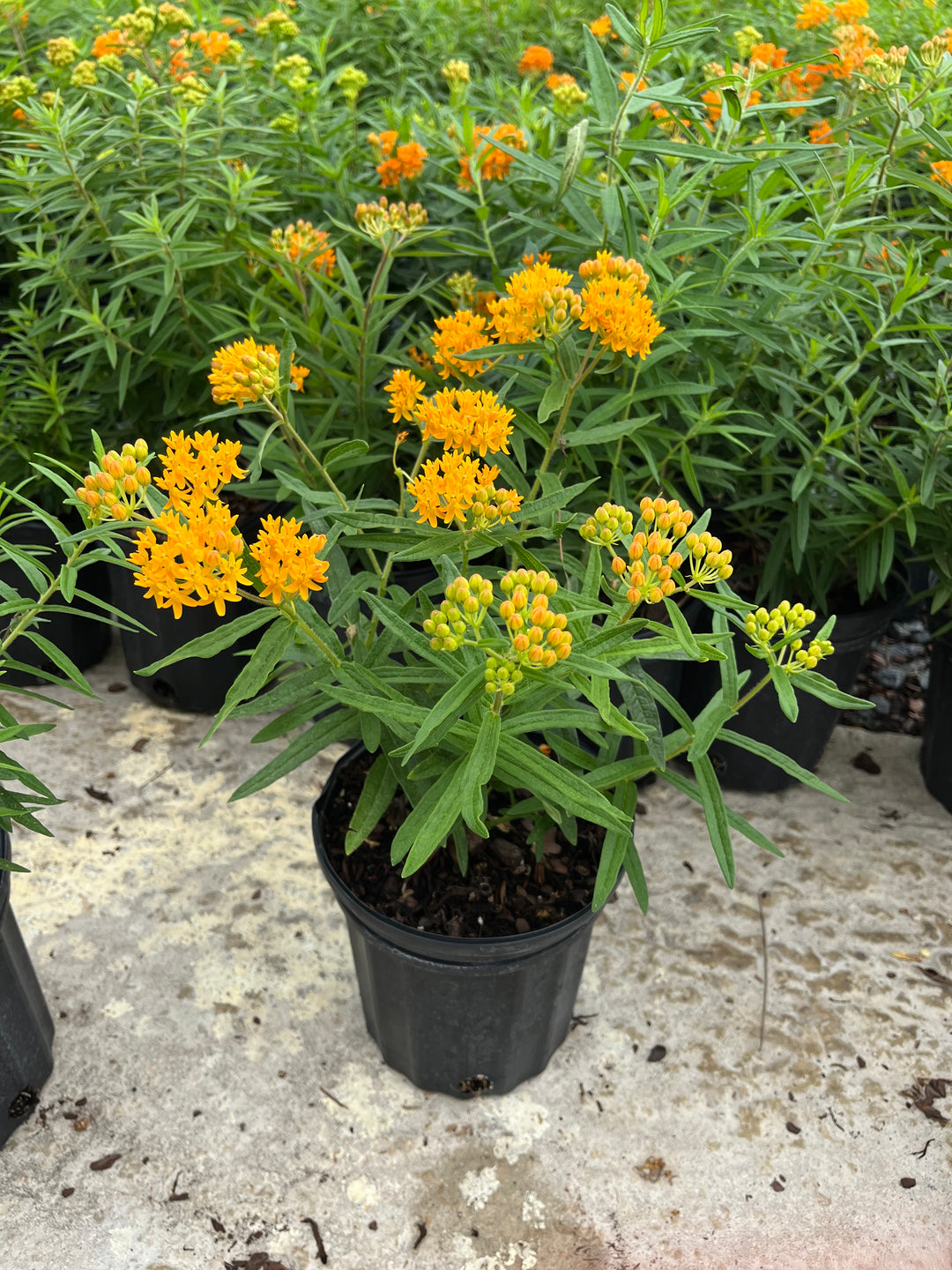 Asclepias tuberosa (Butterfly Weed)