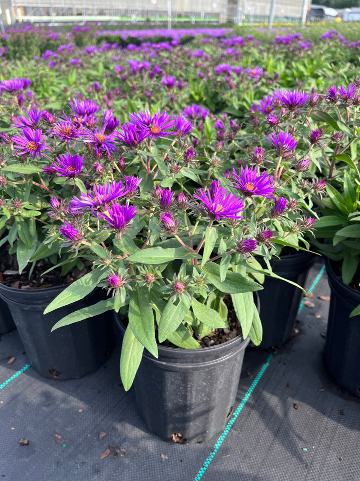 Aster novae-angliae 'Purple Dome' (New England Aster)