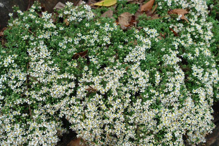 Aster e. ‘Snow Flurry’ (White Heath Aster)