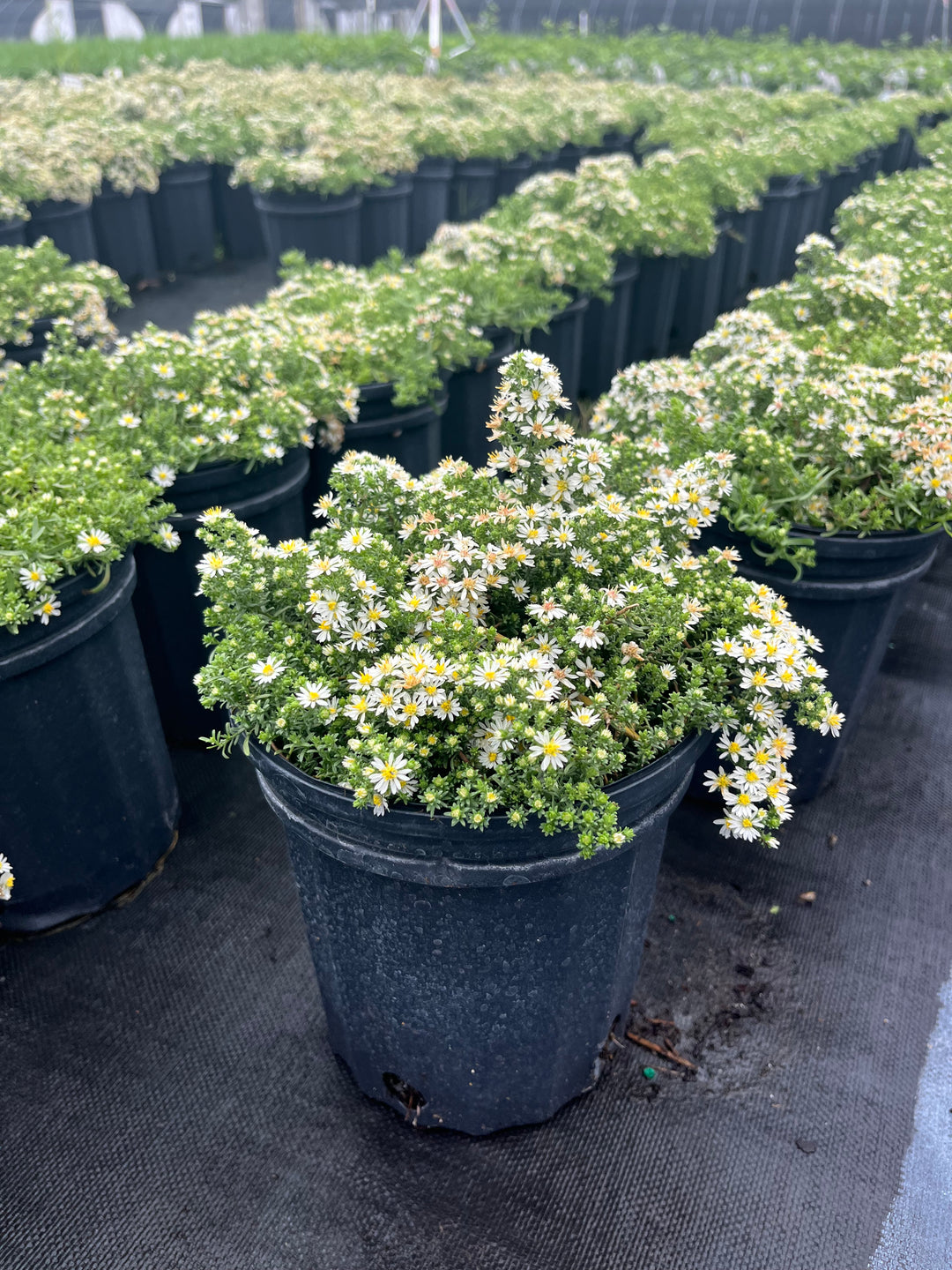 Aster e. ‘Snow Flurry’ (White Heath Aster)