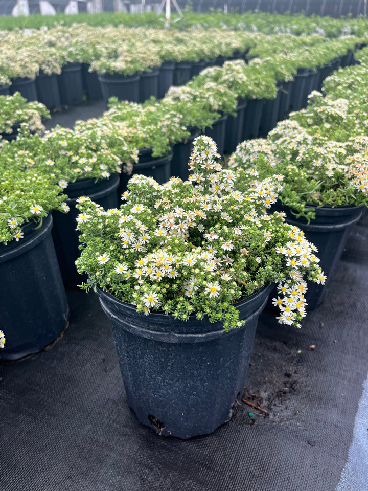 Aster e. ‘Snow Flurry’ (White Heath Aster)