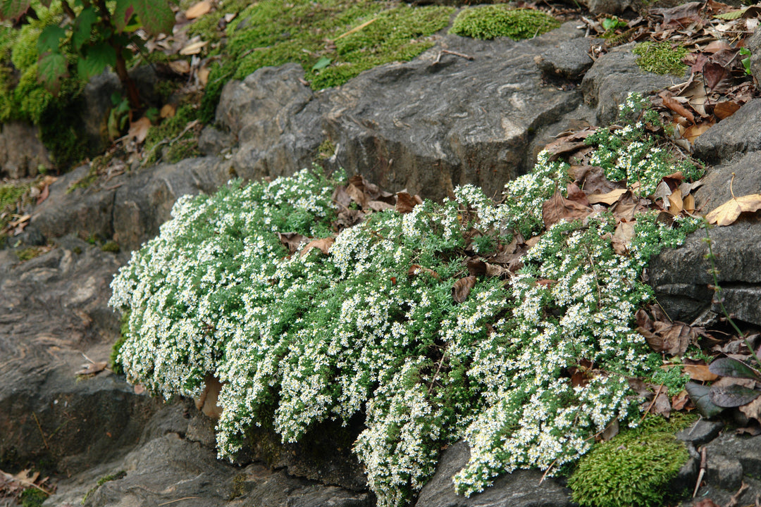 Aster e. ‘Snow Flurry’ (White Heath Aster)