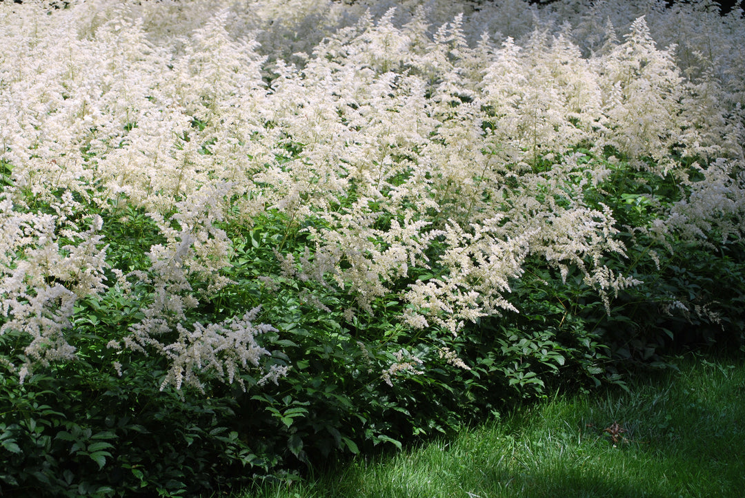 Astilbe a. 'Bridal Veil' (False Spirea)