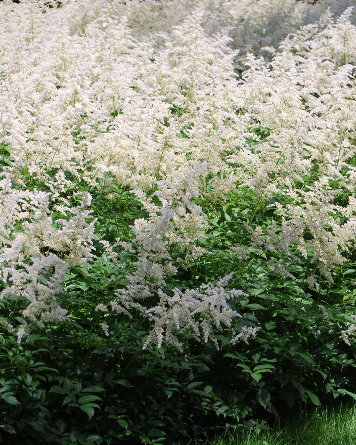 Astilbe a. 'Bridal Veil' (False Spirea)