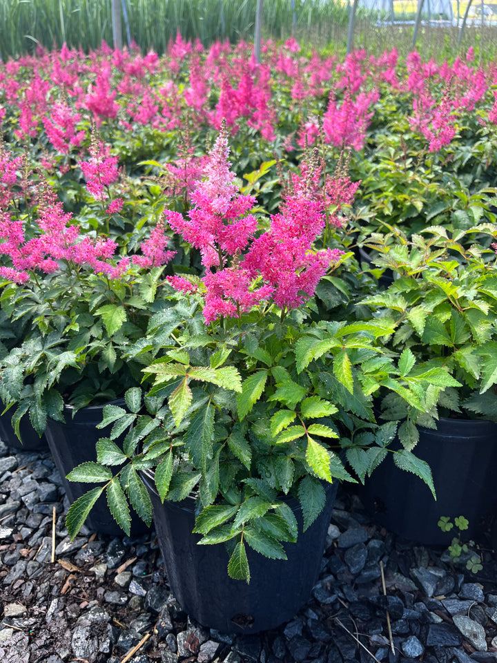 Astilbe x Music™ 'Drum & Bass' (False Spirea)