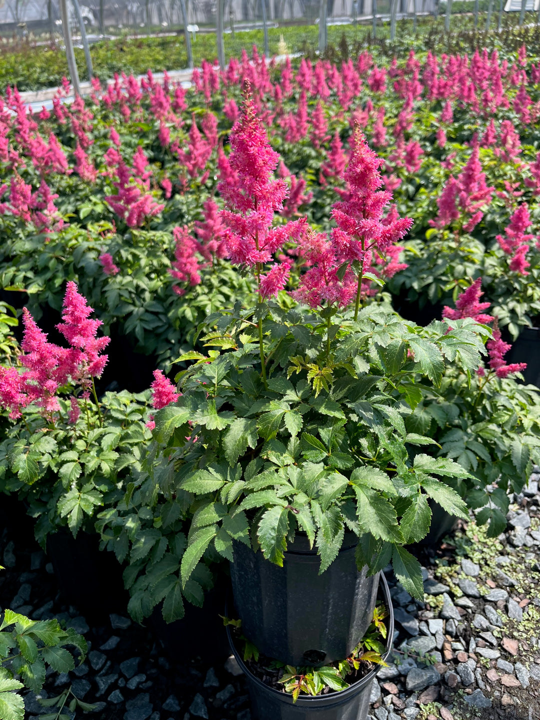 Astilbe x Music™ 'Drum & Bass' (False Spirea)