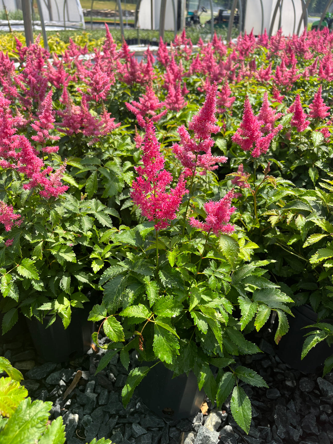 Astilbe x Music™ 'Drum & Bass' (False Spirea)