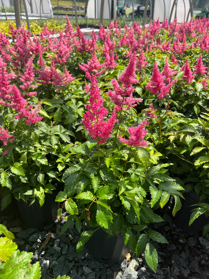 Astilbe x Music™ 'Drum & Bass' (False Spirea)