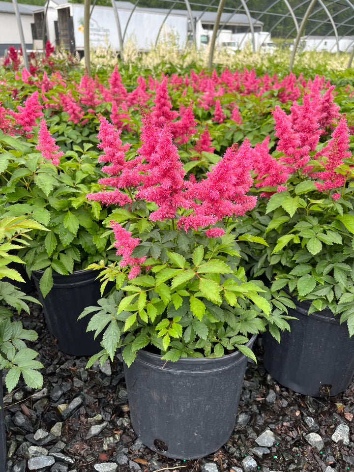 Astilbe x Music™ 'Drum & Bass' (False Spirea)