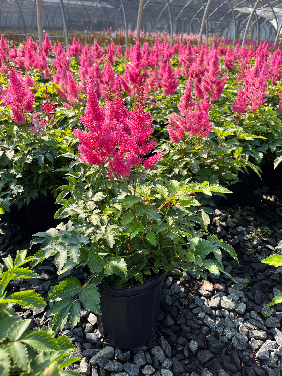 Astilbe x Music™ 'Drum & Bass' (False Spirea)