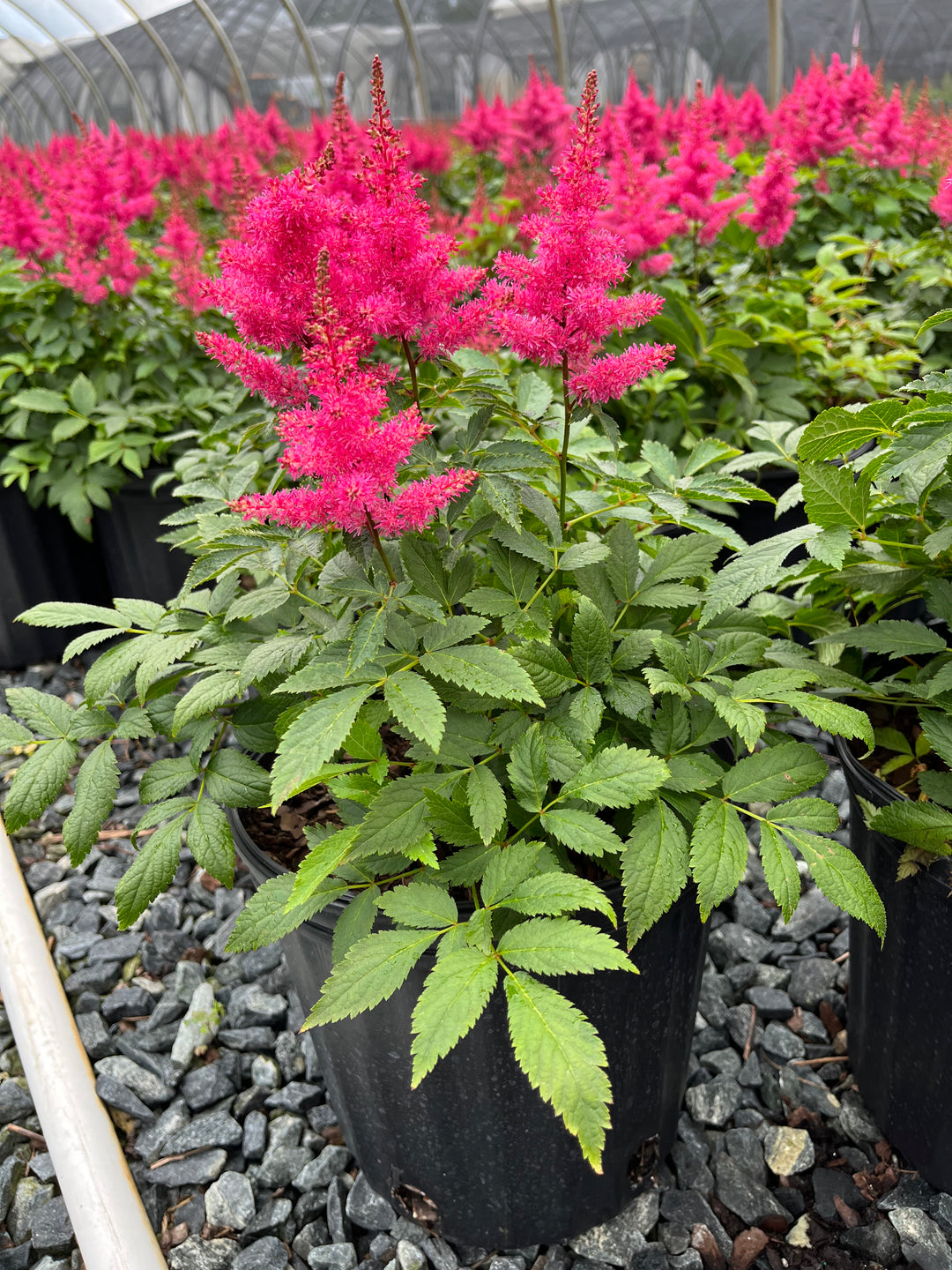 Astilbe x Music™ 'Drum & Bass' (False Spirea)