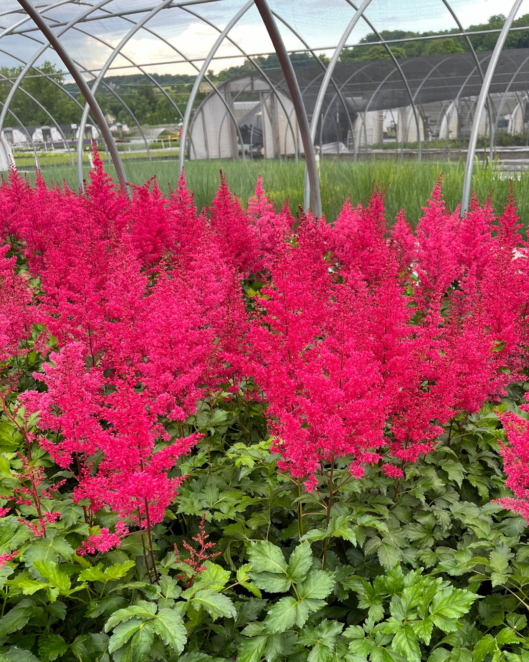 Astilbe Music™ Heavy Metal® (False Spirea)