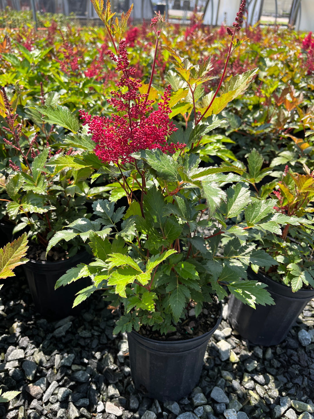 Astilbe japonica 'Montgomery' (False Spirea)