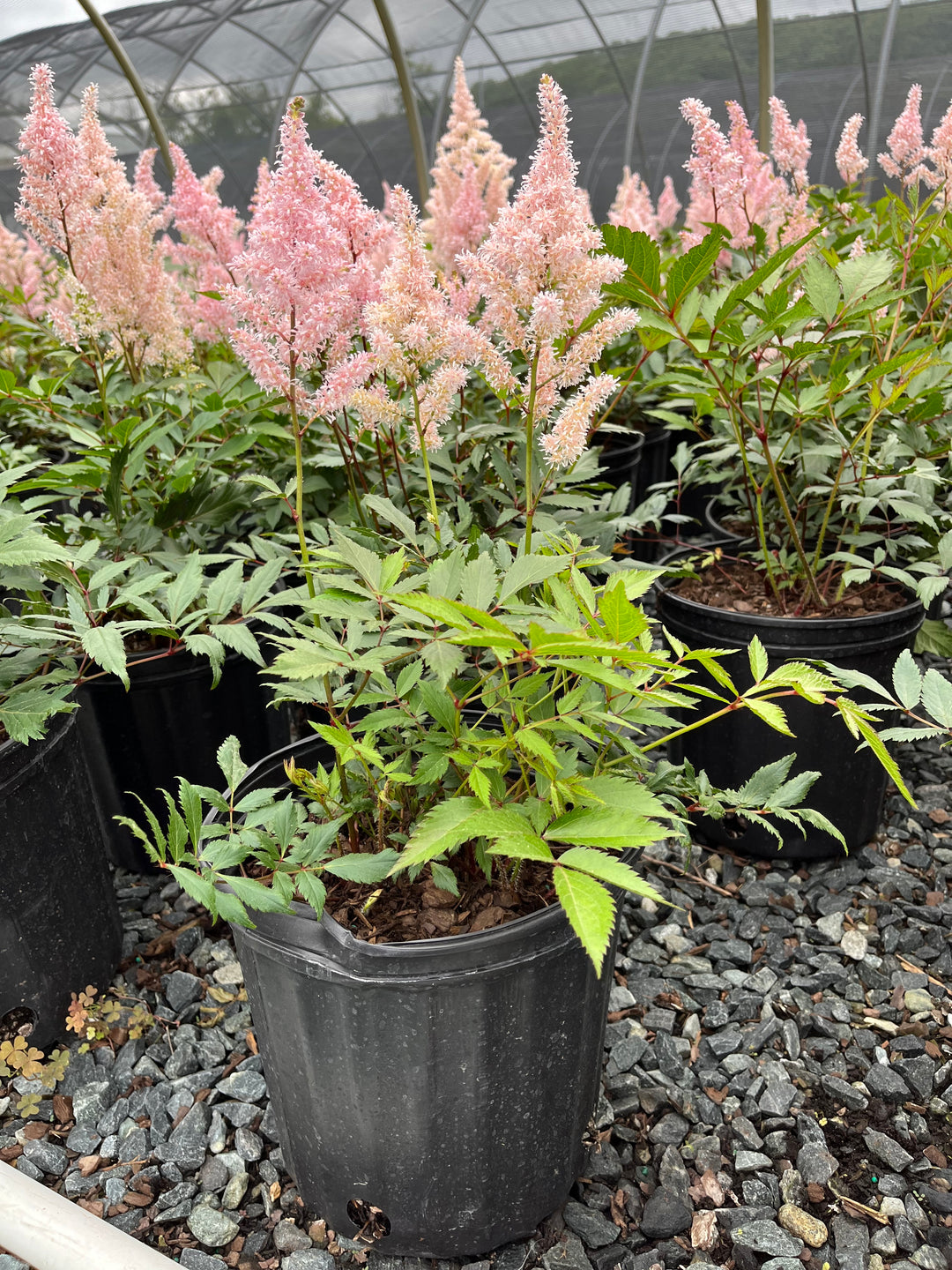 Astilbe japonica 'Peach Blossom' (False Spirea)