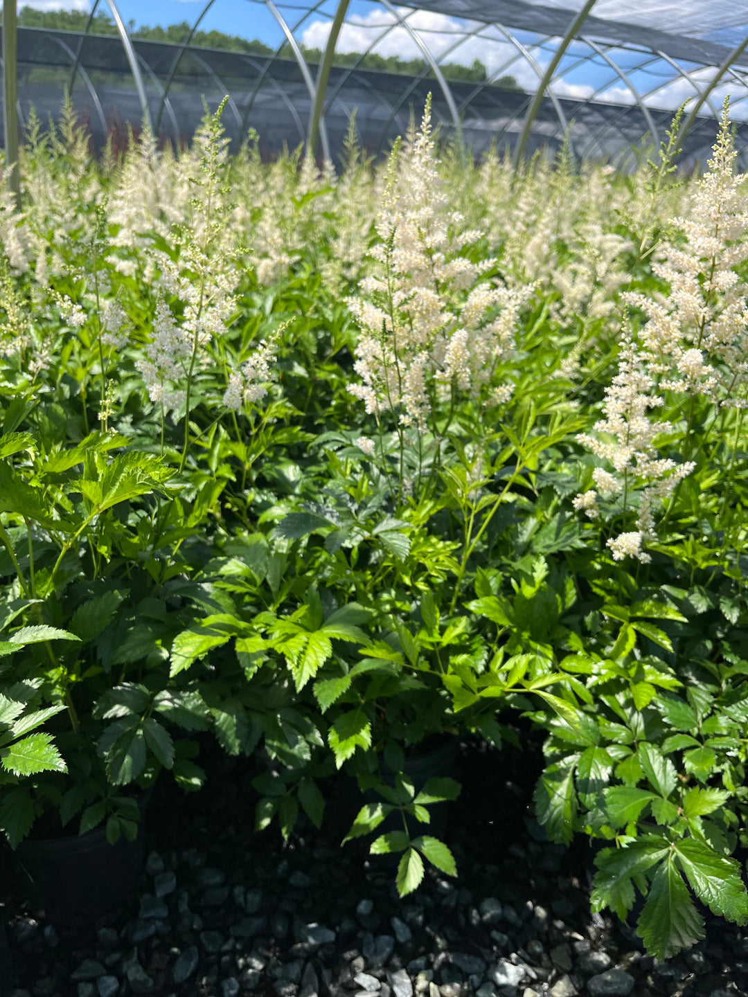 Astilbe arendsii 'Snowdrift' (False Spirea)